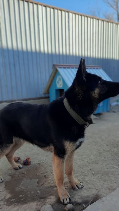 Немецкая овчарка. Вязка.