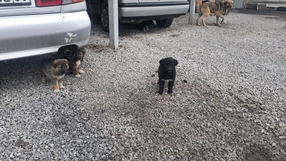 Отдам щенков в дар