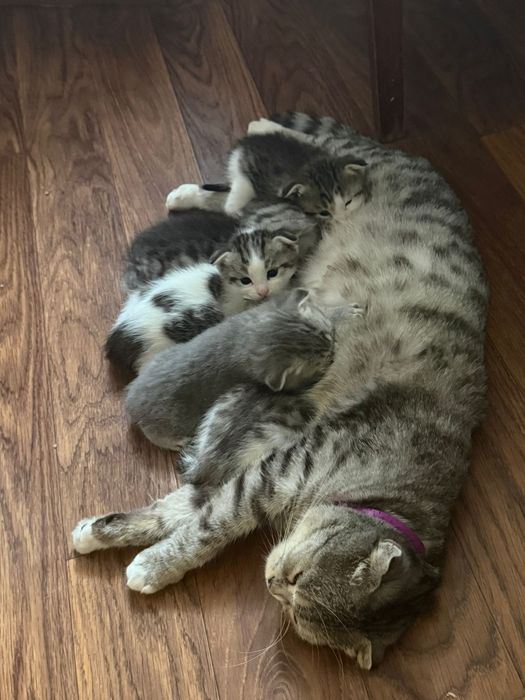 Вислоухие котята