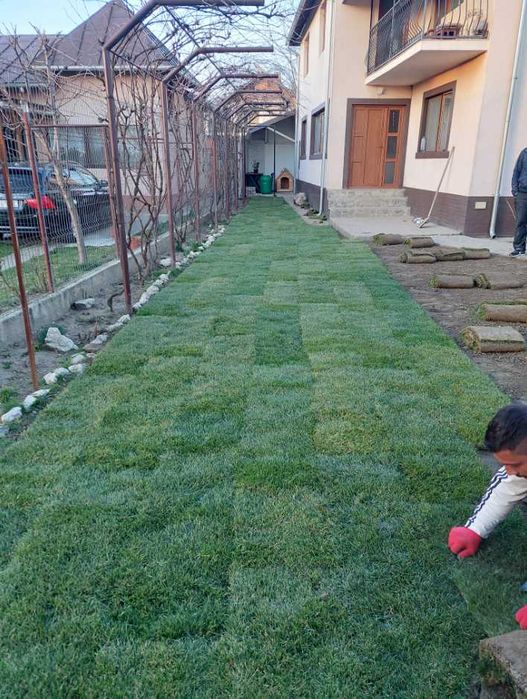Gazon Rulou Verde Imediat la Tine în Curte