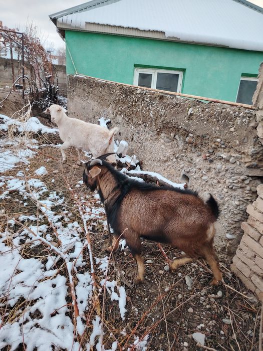 Продам русскую казу