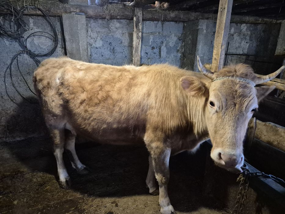 Продаётся молодая молочная корова.