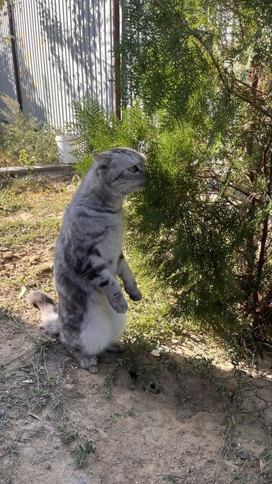 Отдаем вислоухую кошку в добрые руки