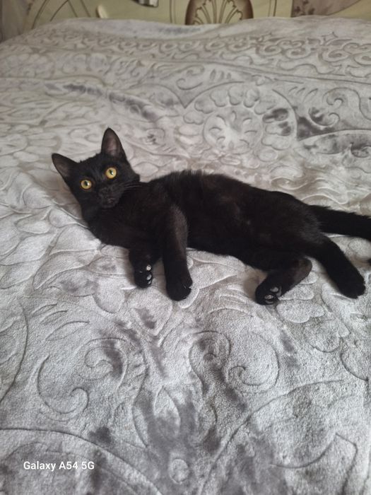 Отдам котёнка (мальчик)