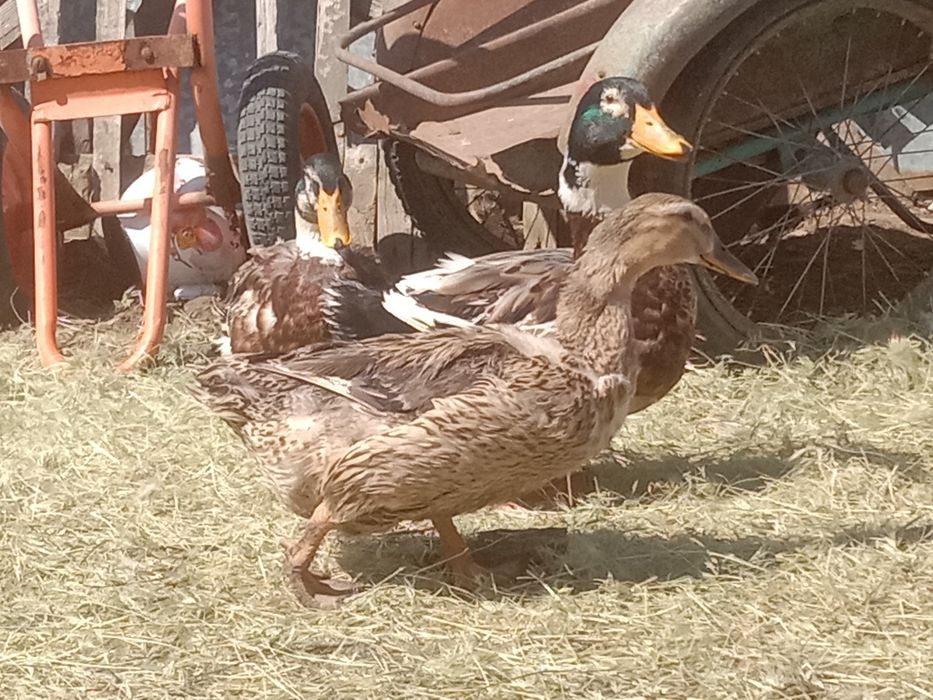 Продам уток Башкирской породы