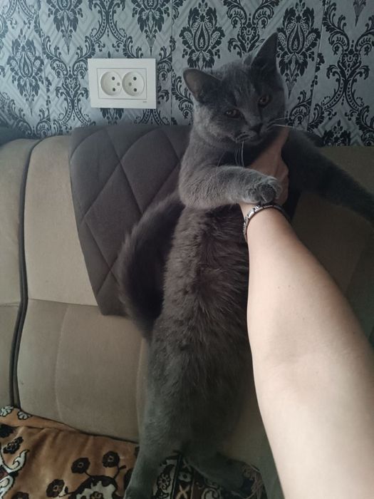 Отдам в добрые руки кошек мальчика и девочку