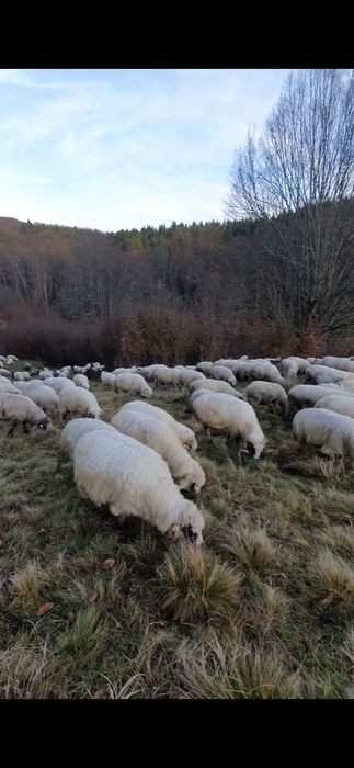 Oi cu miei de vanzare