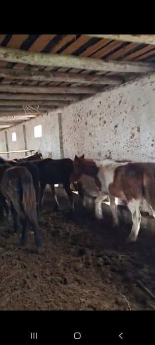 11 бас тай сатылады