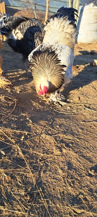 Чисто кровный породы