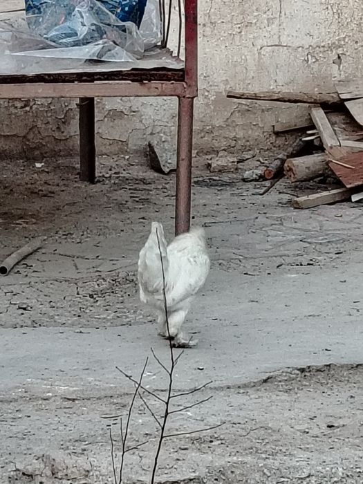 Xoroz arzon va chiroyli