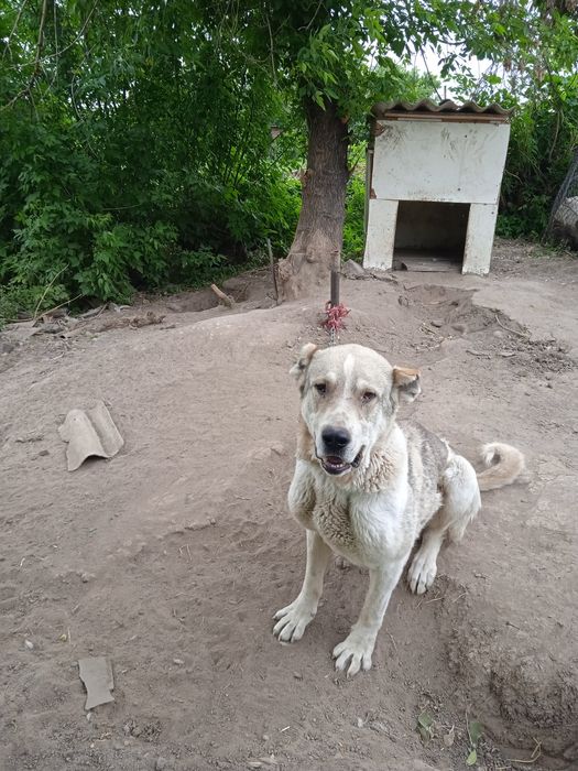 Собака бойцовая ,..