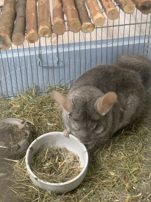 Chinchila de vanzare