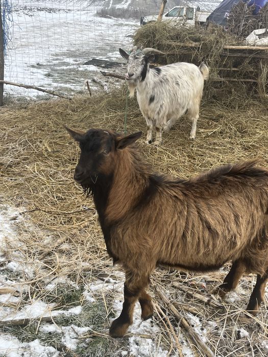 vand țap pret super bun