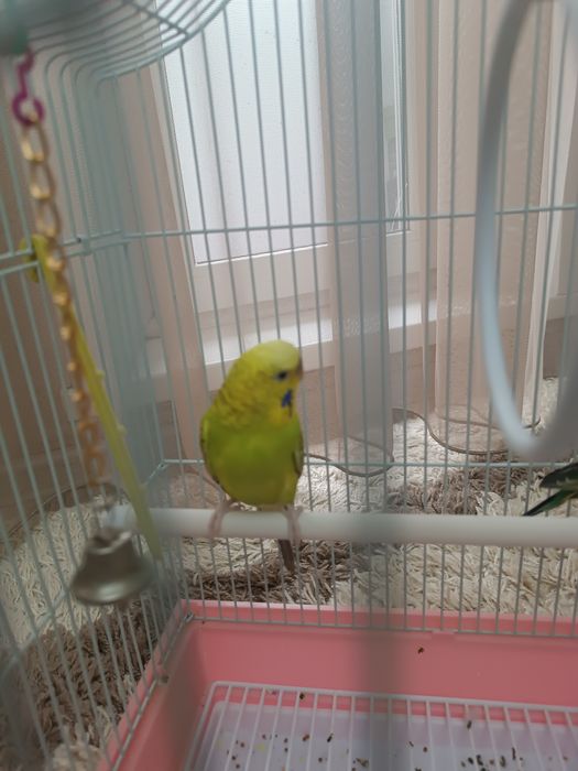 Пара попугаев мальчик и девочка