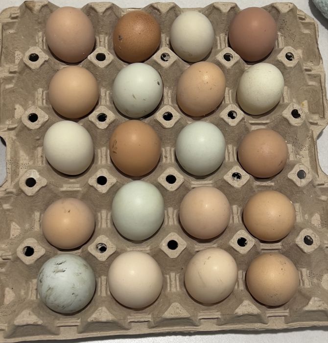 Oua incubat gaini motate golase