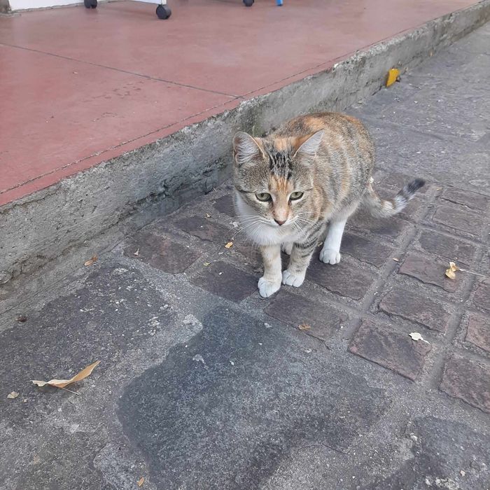 Трицветна котка търси дом, много добра и гальовна