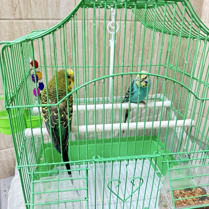 Срочно  продам попугай