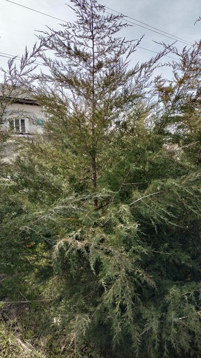 Шырша сатылады мажевелник