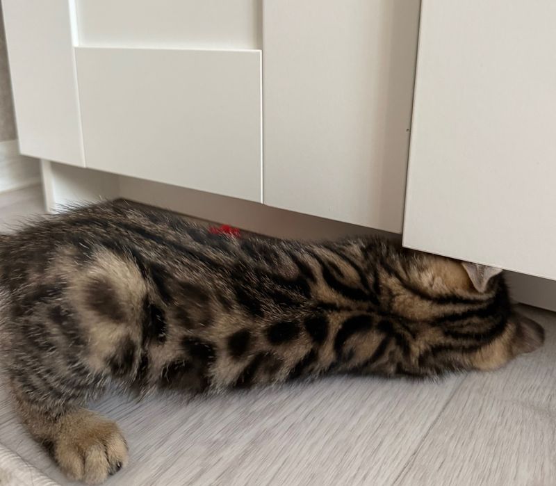 Котята бенгальские