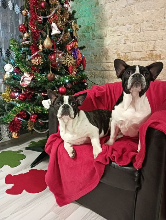 Bulldog francez femela