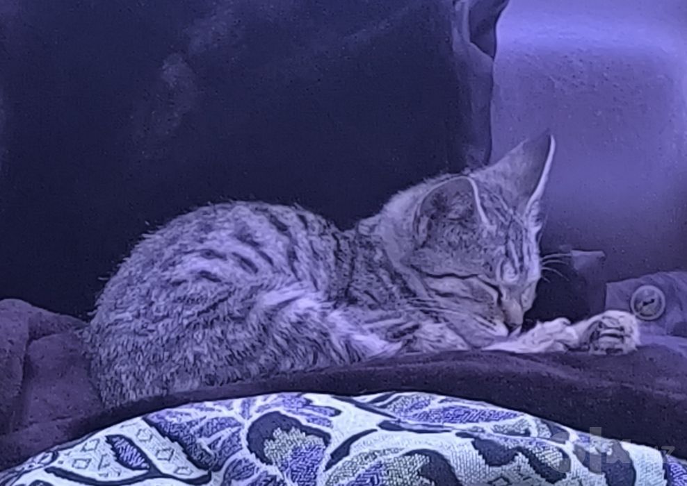 Отдам котенка в хорошие руки