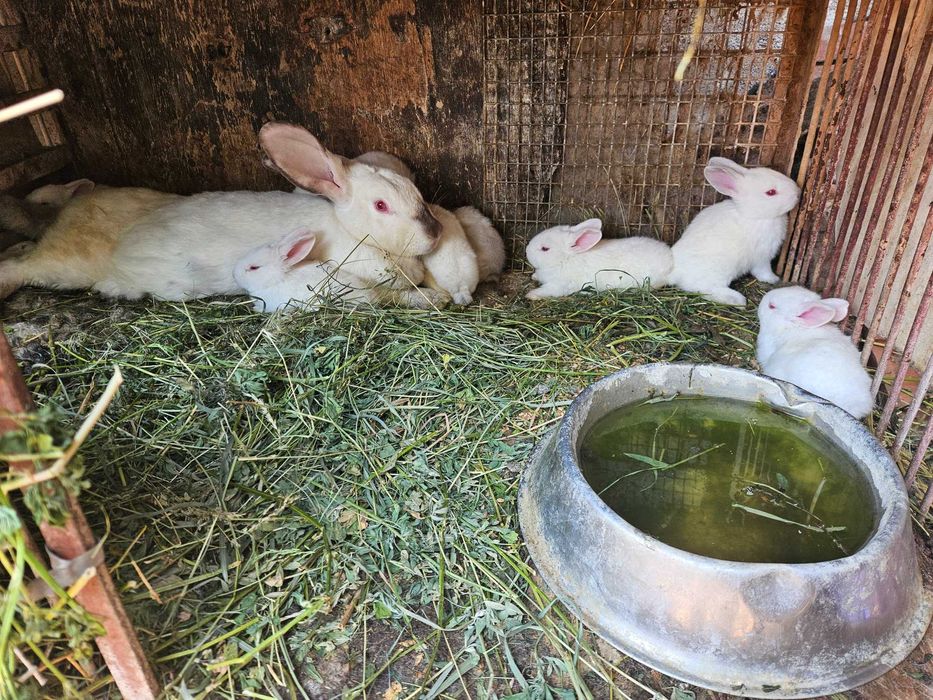 Vând iepurași 60-120 lei/buc, Pestisu Mare, Hunedoara