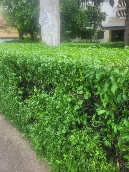 Gard viu Lemn cainesc ( ligustrum vulgare )