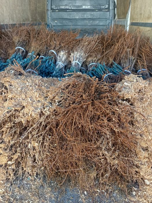 Лозов посадъчен материал