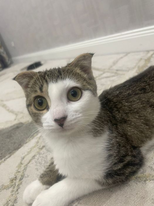 Отдам даром,напишите,не звоните