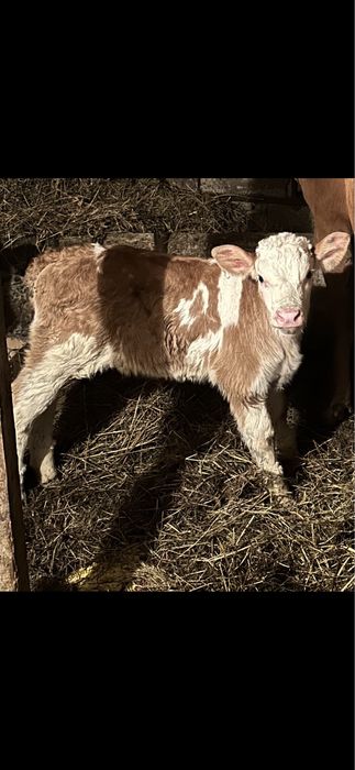 Vitei rasa de carne de vanzare sugari , semi-intarcati si intarcati