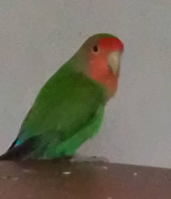 Неразлучники розовощекие