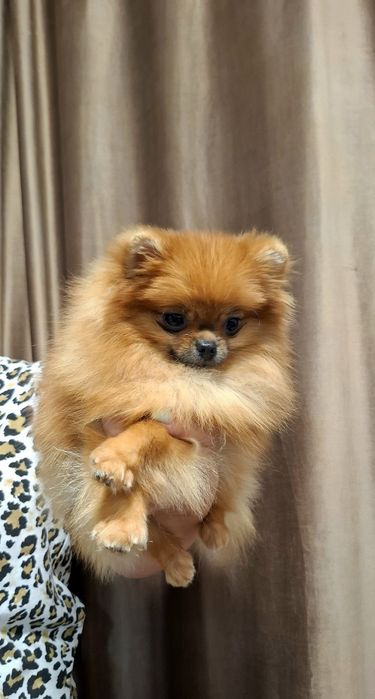 Fetita pomeranian cu pedigree fci