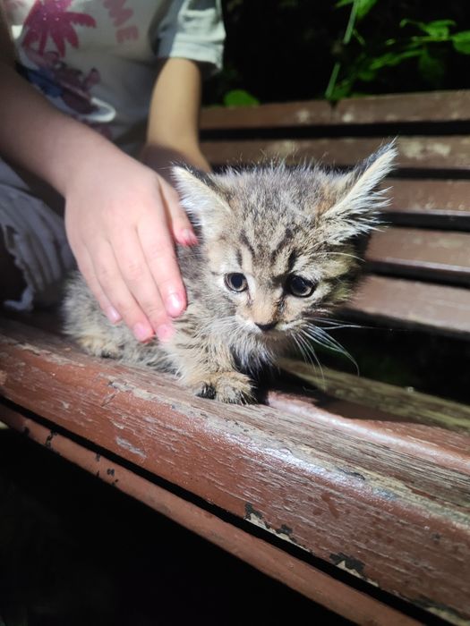 Котёнок в добрые руки