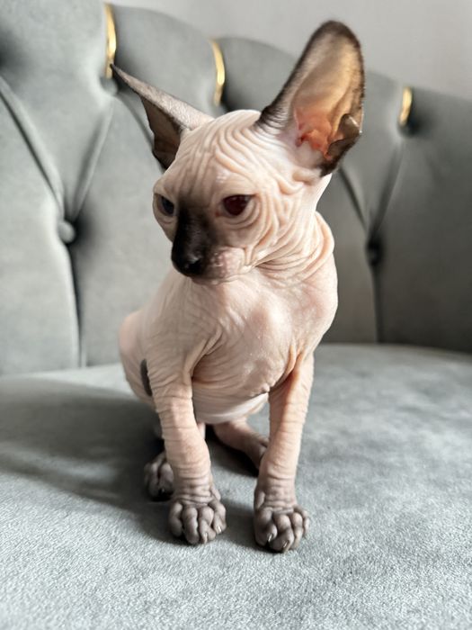 Fetita Sphynx Superba
