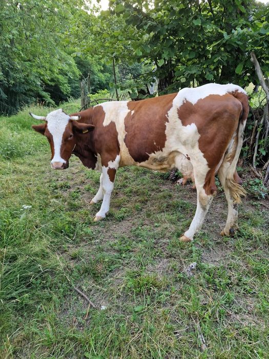 Vaca de vanzare baltata romaneasca