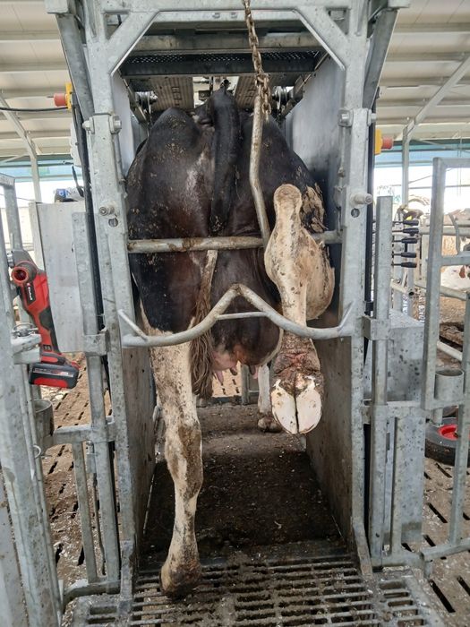 Curatire ongloane bovine