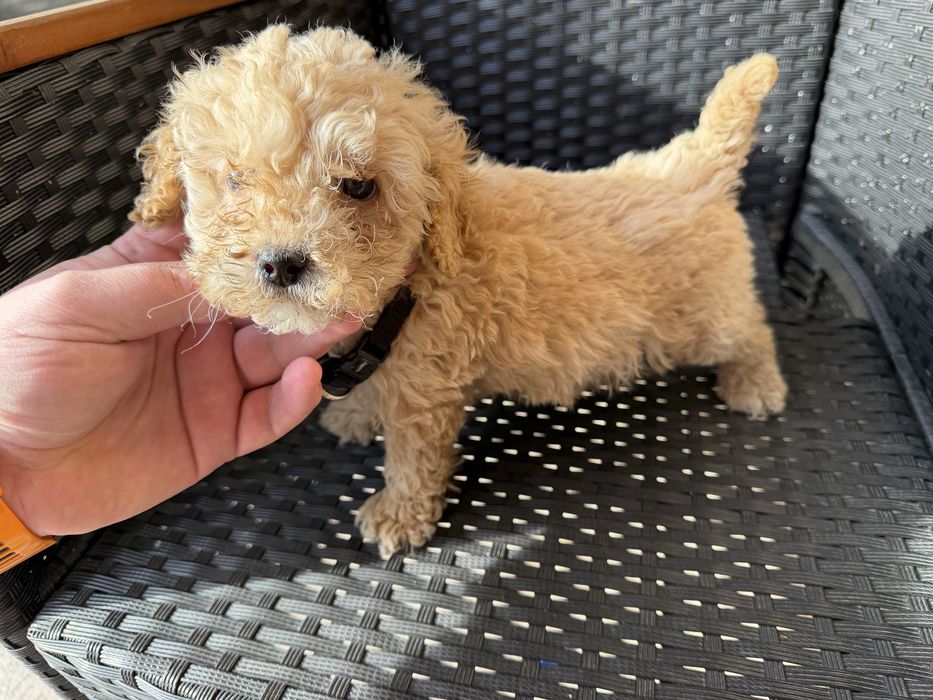 Мини пудели актулано от 4.1.2026