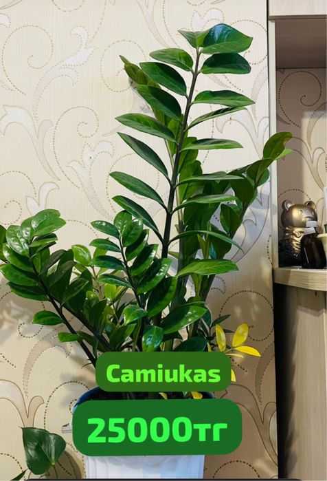 Продам  Цветы ком