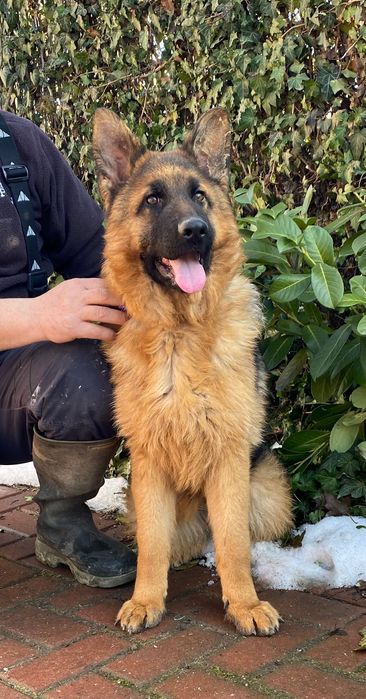 Pui ciobănesc german