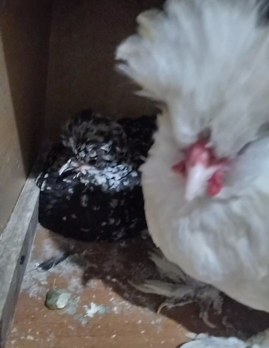 Продам карликовых курей