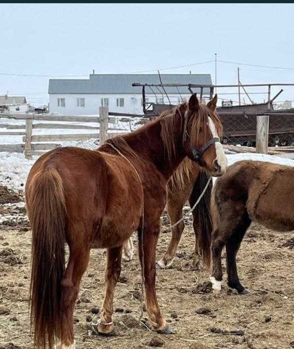 Айғырлар сатылады.