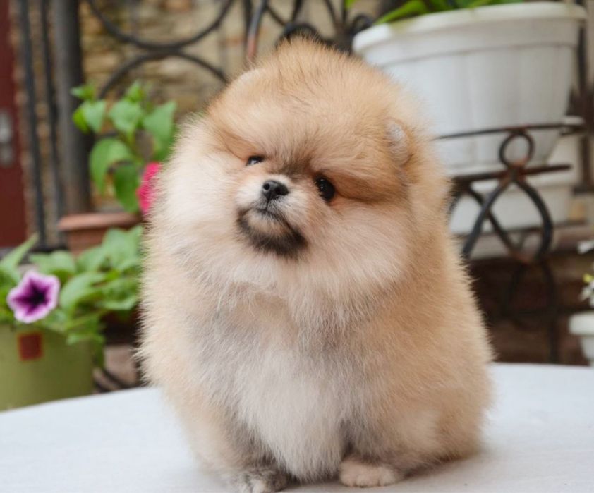 Baietel pomeranian mini/toy!