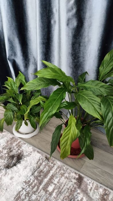 Продам цветы комнатные