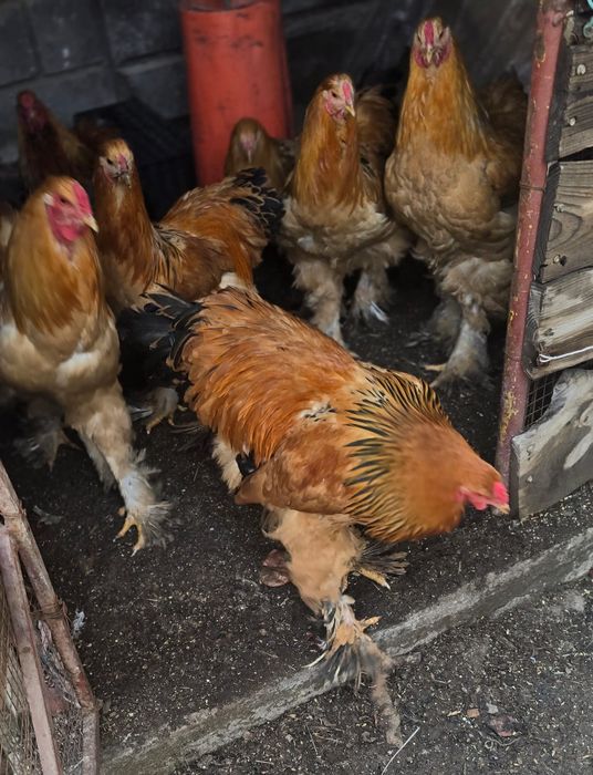 Полевая брама продам