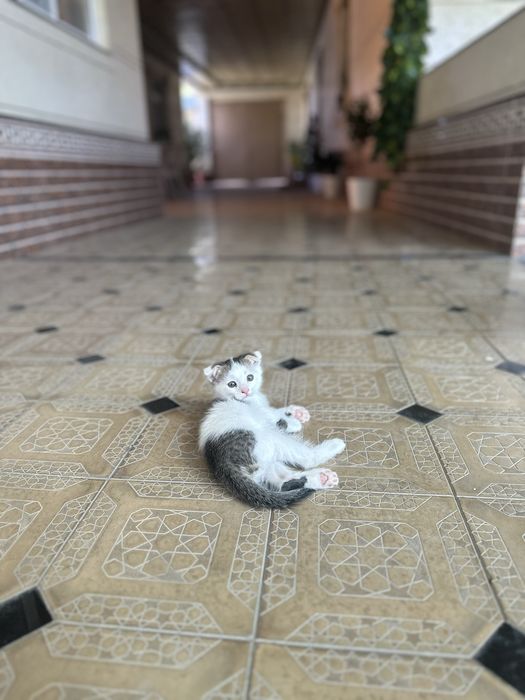 Котенок 2 месячный