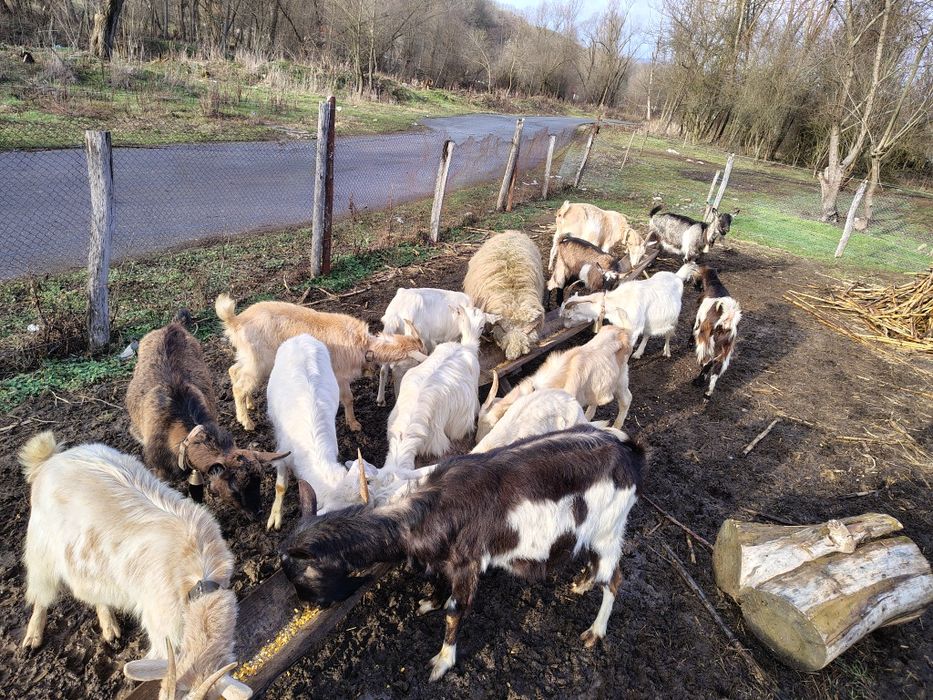 Capre cu iezi și fără iezi