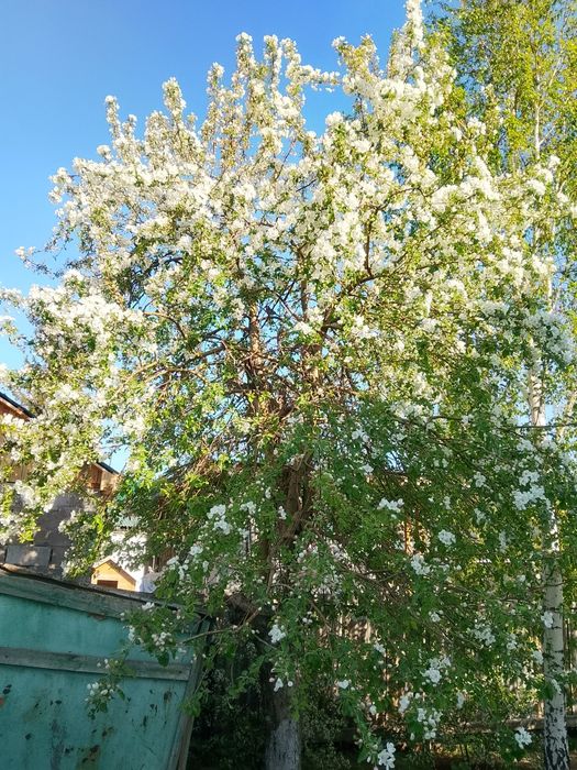 Недвижимость.Дом