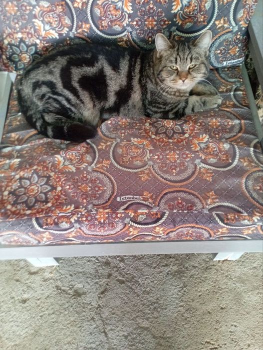 Связка кота породистый кот