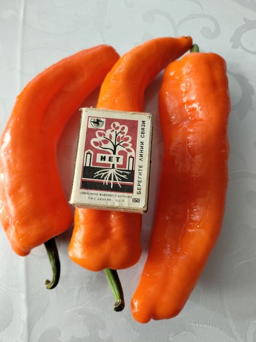 Продам семена сортового болгарского перца.