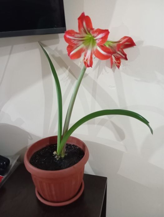 Продам цветы гипоаструм